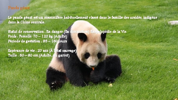 Panda géant Le panda géant est un mammifère habituellement classé dans la famille des