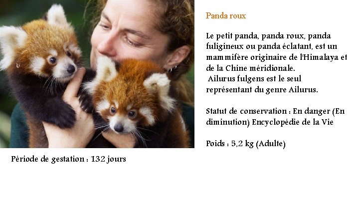 Panda roux Le petit panda, panda roux, panda fuligineux ou panda éclatant, est un