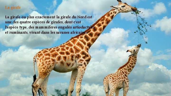 La girafe ou plus exactement la girafe du Nord est une des quatre espèces