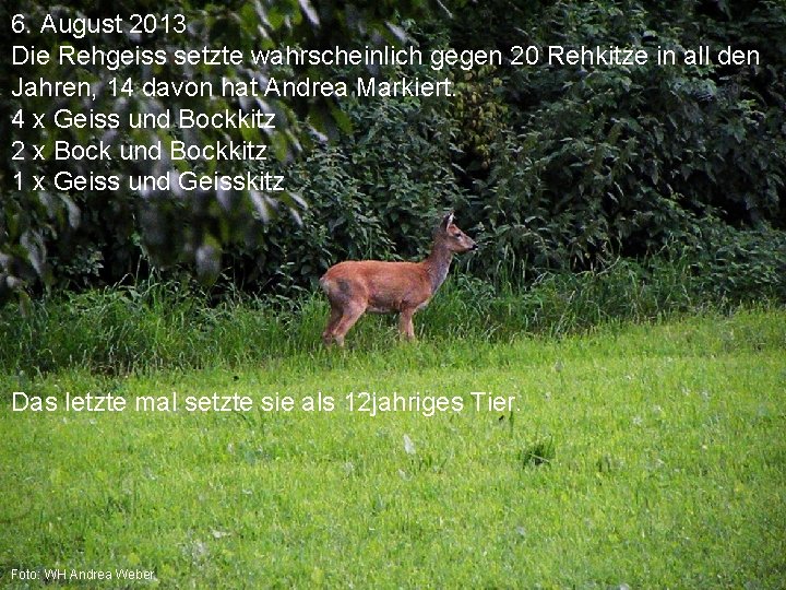 6. August 2013 Die Rehgeiss setzte wahrscheinlich gegen 20 Rehkitze in all den Jahren,