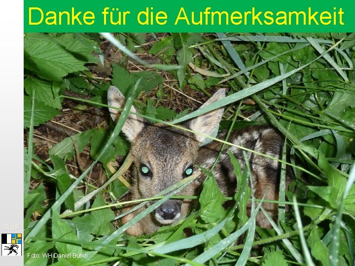 Danke für die Aufmerksamkeit AJF Foto: WH Daniel Bundi 