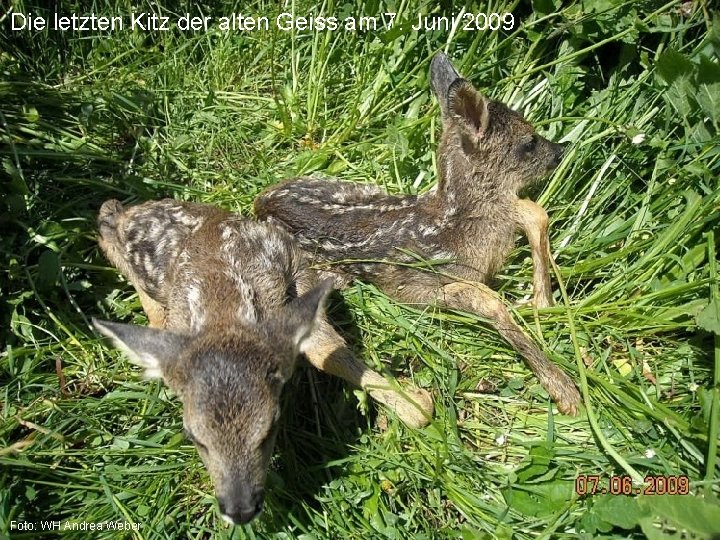Die letzten Kitz der alten Geiss am 7. Juni 2009 AJF Foto: WH Andrea
