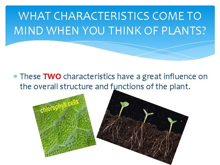 WHAT CHARACTERISTICS COME TO MIND WHEN YOU THINK OF PLANTS? These TWO characteristics have