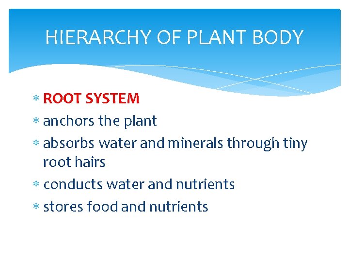 HIERARCHY OF PLANT BODY ROOT SYSTEM anchors the plant absorbs water and minerals through