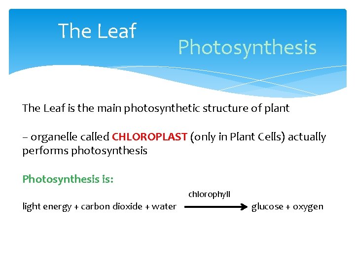 The Leaf Photosynthesis The Leaf is the main photosynthetic structure of plant – organelle