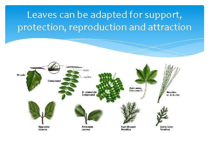 Leaves can be adapted for support, protection, reproduction and attraction 