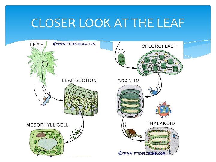 CLOSER LOOK AT THE LEAF 