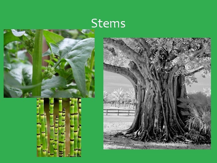 Stems 