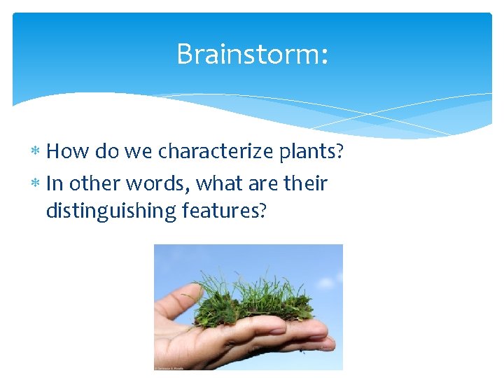 Brainstorm: How do we characterize plants? In other words, what are their distinguishing features?