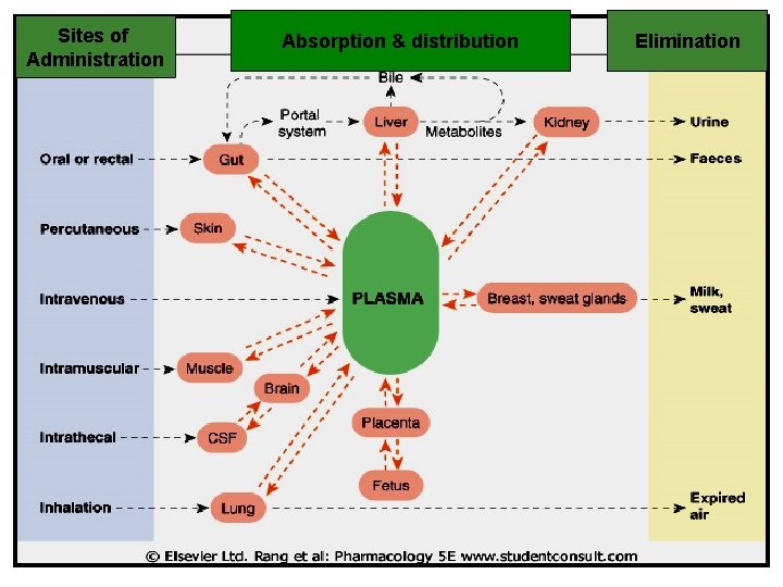 Sites of Administration Absorption & distribution Elimination 