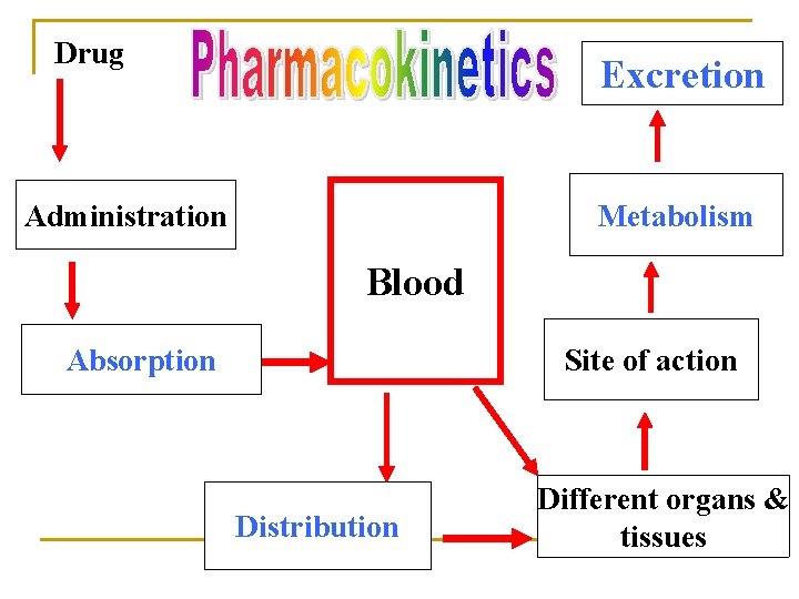 Drug Excretion Metabolism Administration Blood Absorption Site of action Distribution Different organs & tissues