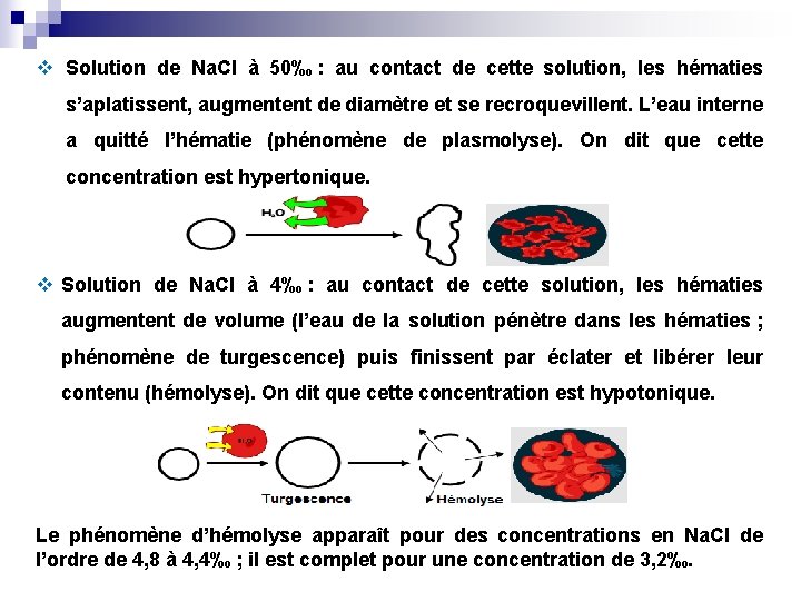 v Solution de Na. Cl à 50‰ : au contact de cette solution, les