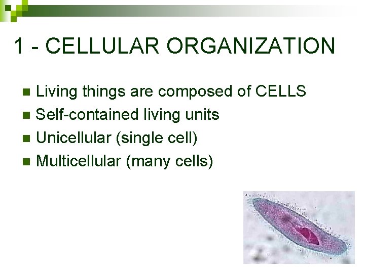 1 - CELLULAR ORGANIZATION Living things are composed of CELLS n Self-contained living units