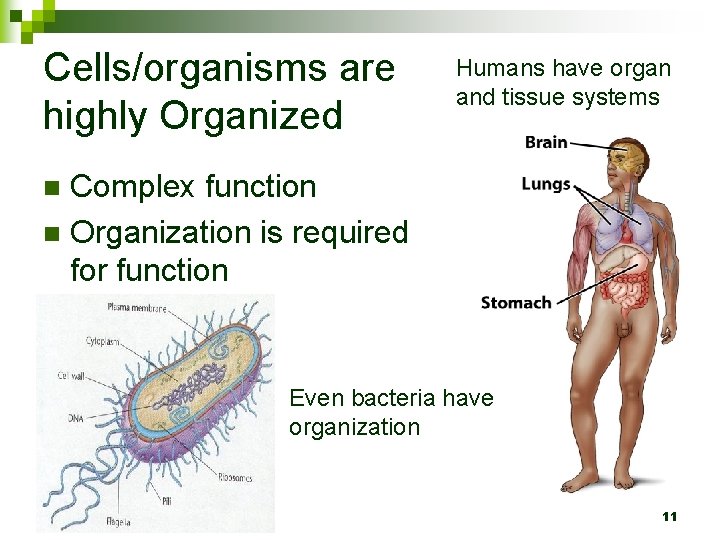 Cells/organisms are highly Organized Humans have organ and tissue systems Complex function n Organization