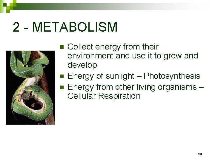 2 - METABOLISM n n n Collect energy from their environment and use it