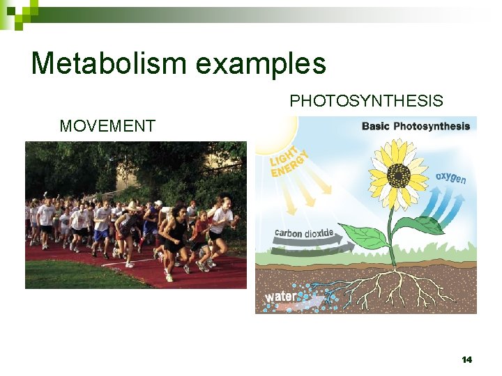 Metabolism examples PHOTOSYNTHESIS MOVEMENT 14 