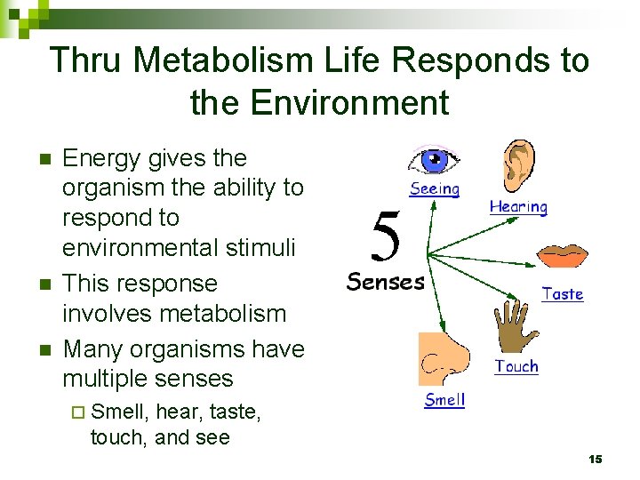 Thru Metabolism Life Responds to the Environment n n n Energy gives the organism