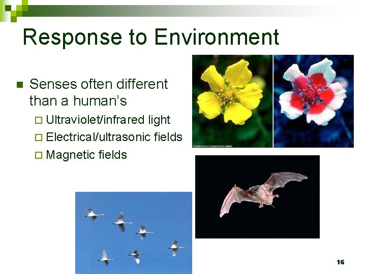 Response to Environment n Senses often different than a human’s ¨ Ultraviolet/infrared light ¨