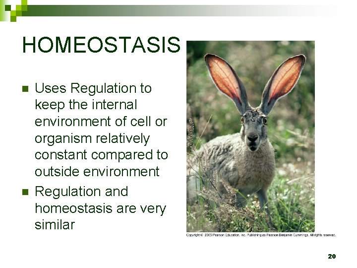 HOMEOSTASIS n n Uses Regulation to keep the internal environment of cell or organism