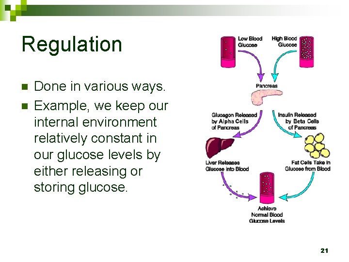 Regulation n n Done in various ways. Example, we keep our internal environment relatively