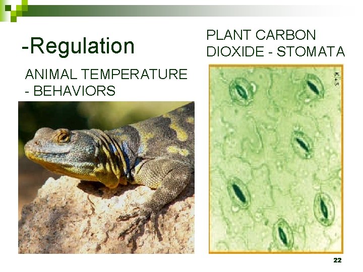 -Regulation PLANT CARBON DIOXIDE - STOMATA ANIMAL TEMPERATURE - BEHAVIORS 22 