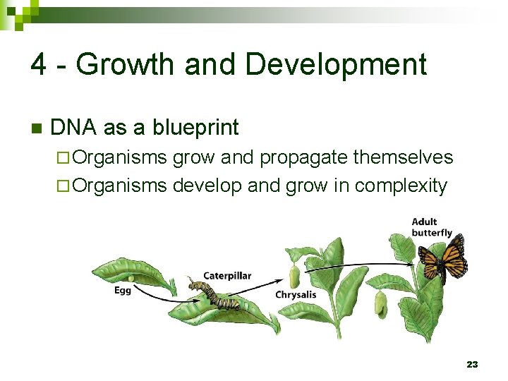 4 - Growth and Development n DNA as a blueprint ¨ Organisms grow and