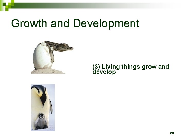 Growth and Development (3) Living things grow and develop 24 