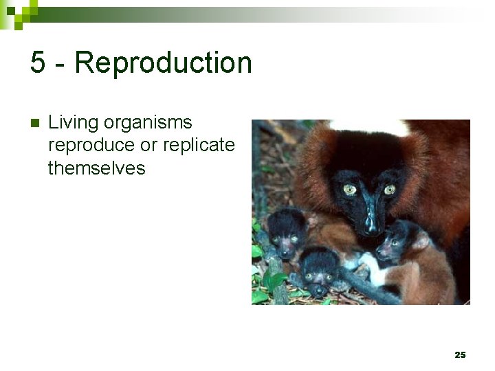 5 - Reproduction n Living organisms reproduce or replicate themselves 25 