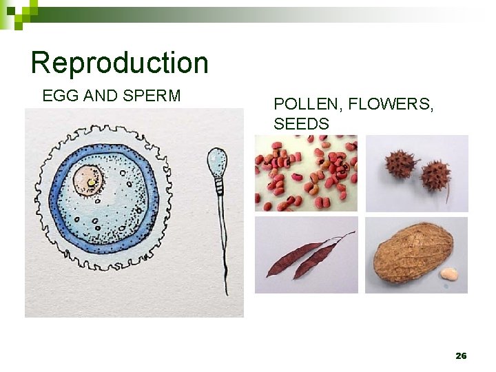 Reproduction EGG AND SPERM POLLEN, FLOWERS, SEEDS 26 