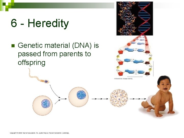 6 - Heredity n Genetic material (DNA) is passed from parents to offspring 27