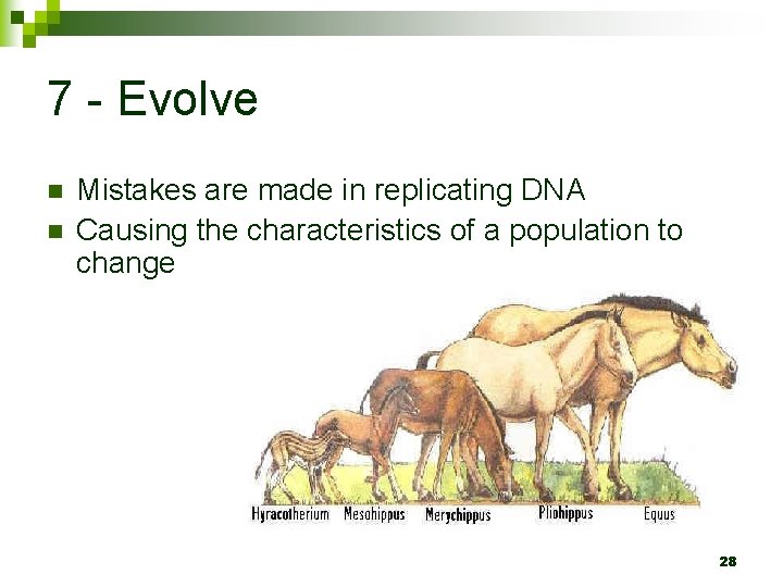 7 - Evolve n n Mistakes are made in replicating DNA Causing the characteristics