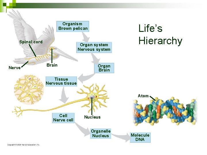 Organism Brown pelican Spinal cord Nerve Organ system Nervous system Brain Life’s Hierarchy Organ