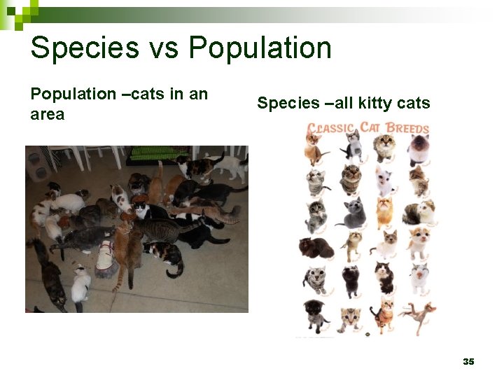 Species vs Population –cats in an area Species –all kitty cats 35 