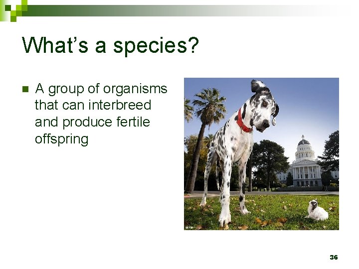What’s a species? n A group of organisms that can interbreed and produce fertile
