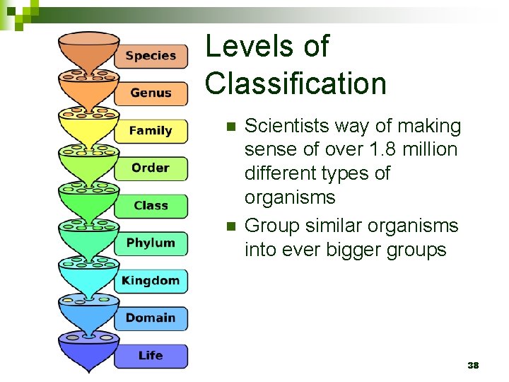 Levels of Classification n n Scientists way of making sense of over 1. 8