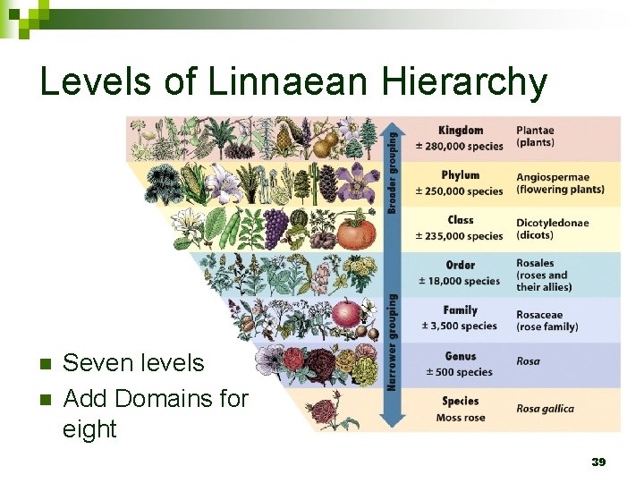 Levels of Linnaean Hierarchy n n Seven levels Add Domains for eight 39 