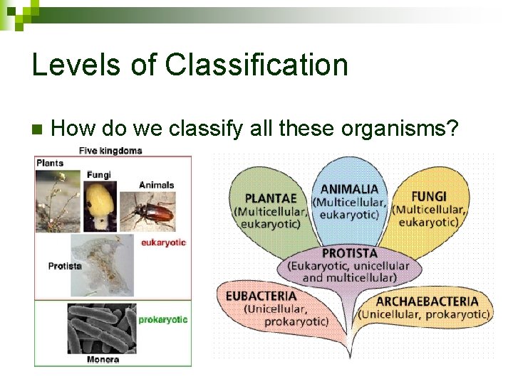 Levels of Classification n How do we classify all these organisms? 