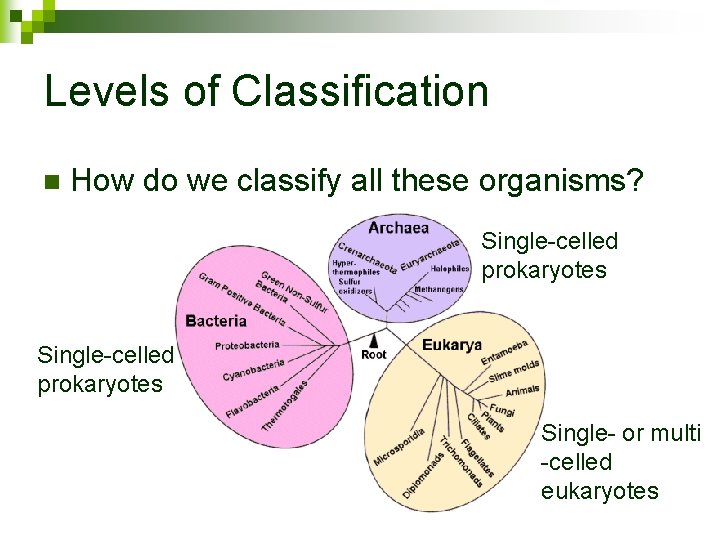 Levels of Classification n How do we classify all these organisms? Single-celled prokaryotes Single-
