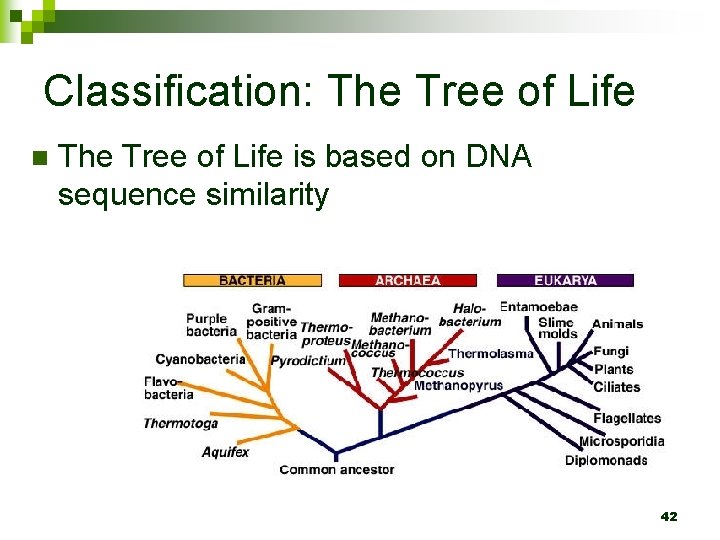 Classification: The Tree of Life n The Tree of Life is based on DNA