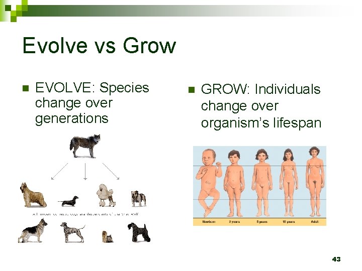 Evolve vs Grow n EVOLVE: Species change over generations n GROW: Individuals change over
