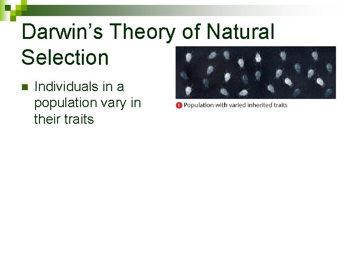Darwin’s Theory of Natural Selection n Individuals in a population vary in their traits