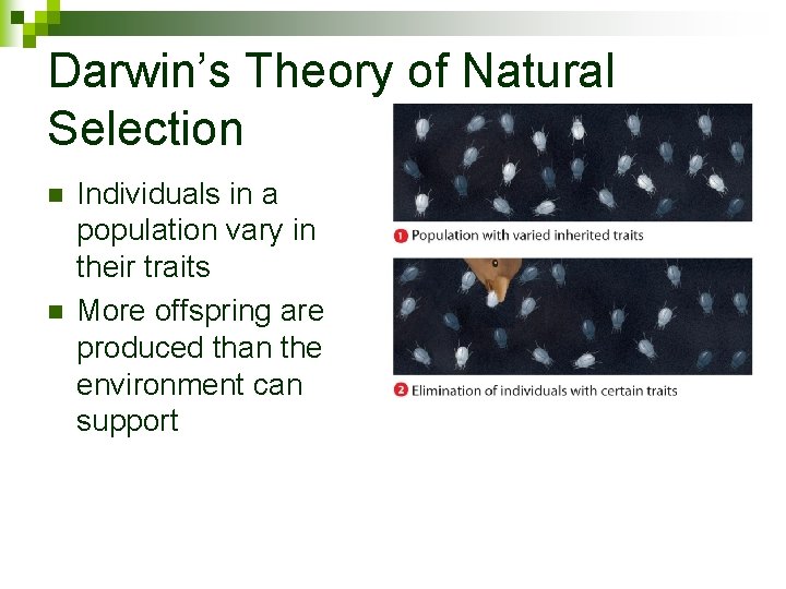 Darwin’s Theory of Natural Selection n n Individuals in a population vary in their