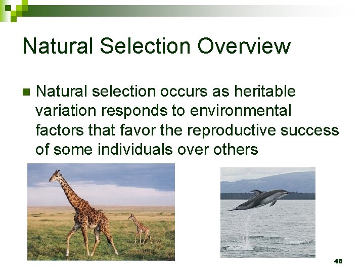 Natural Selection Overview n Natural selection occurs as heritable variation responds to environmental factors