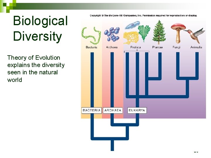 Biological Diversity Theory of Evolution explains the diversity seen in the natural world 50