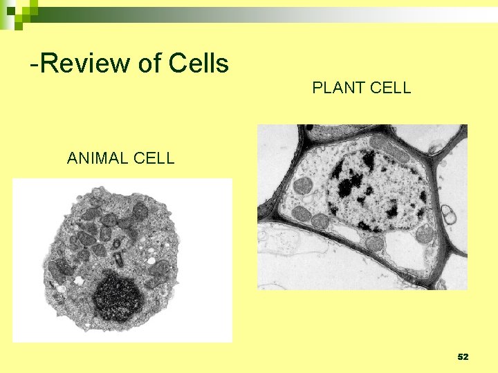 -Review of Cells PLANT CELL ANIMAL CELL 52 