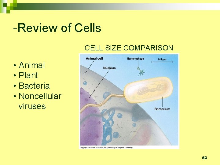 -Review of Cells CELL SIZE COMPARISON • Animal • Plant • Bacteria • Noncellular