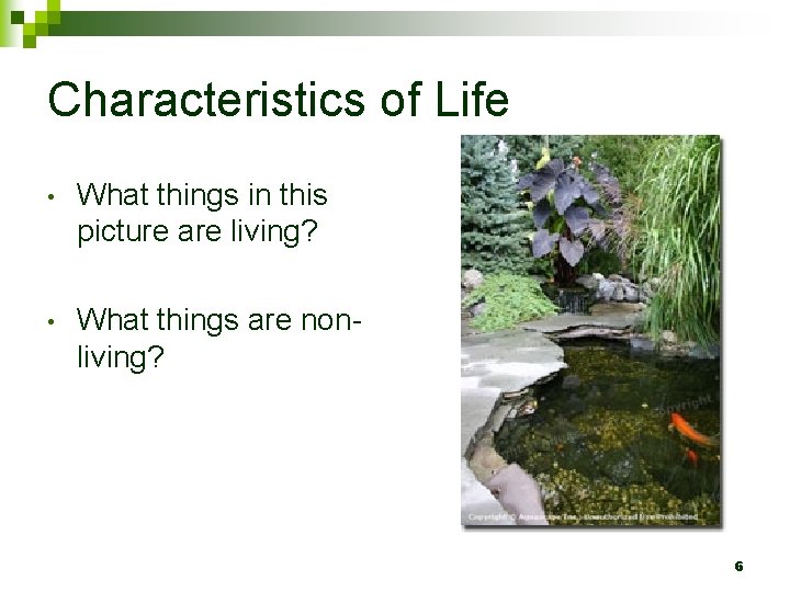 Characteristics of Life • What things in this picture are living? • What things