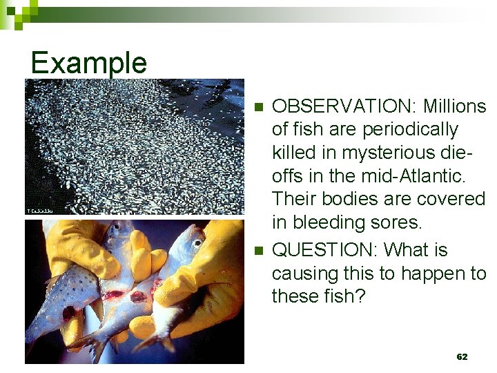 Example n n OBSERVATION: Millions of fish are periodically killed in mysterious dieoffs in