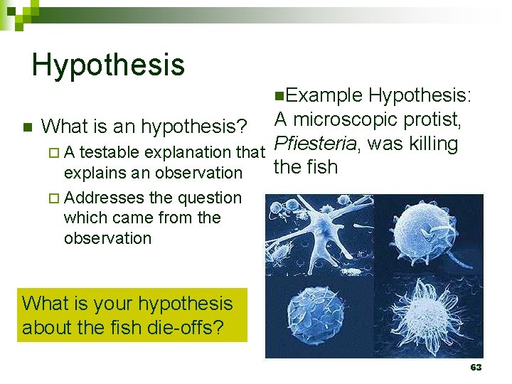 Hypothesis n. Example Hypothesis: n A microscopic protist, Pfiesteria, was killing ¨ A testable