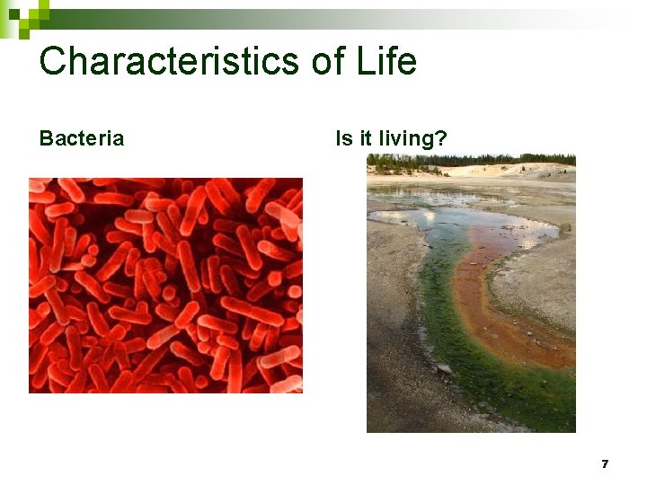 Characteristics of Life Bacteria Is it living? 7 